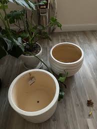 Too soon to repot?? : r/houseplants