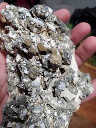 Calcified Clam Shell Fossil From Ruck's Pit, FL / Fort Drum ...