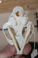 Sold at Auction: African SERVAL CAT Skull with All its Teeth