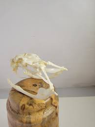 Eastern Diamond back rattlesnake skull skeleton taxidermy bone art reptile | eBay