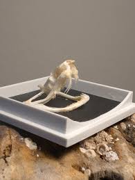 Skull Tree Decor - Etsy