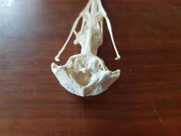 What bird is this? I found it in by the sea in Croatia (near Zadar) years ago and just realised I never identified it. : r/bonecollecting