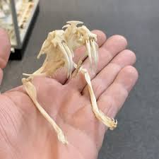Stunning Eastern Mole skeleton, beautifully cleaned and articulated! I'm always astounded by their elaborate skeletons….look at their fantastic teeth, look at where all the power in their body is…look at those front
