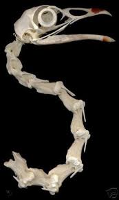 WILD TURKEY SKULL, BIRD, SKELETON, TAXIDERMY, HUNTING | #30279482