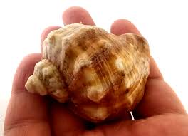 100 Natural Sea Snail Shells Suitable For Crafts And ...