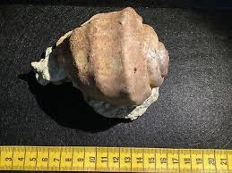 Gastropod Mesodontopsi sp., Bulgaria | eBay