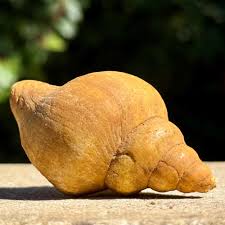 Neptunea Contraria Fossil Gastropod – Rare Left-handed Whelk ...