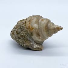 Fossil, versteinerte Schnecke / Muschel, Versteinerung ...