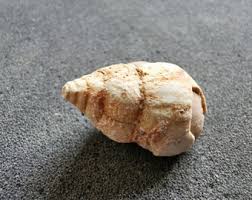 Eocene Snail Steinkern Fossil: Moroccan Internal Mould ...