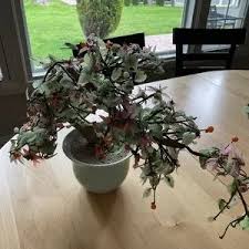 Art | Medium Vintage Glass Bonsai Tree | Poshmark