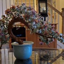 Chinese Jade Bonsai Tree for Sale in Bothell, WA - OfferUp