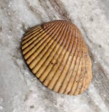 Rare 1.75" Orange Cockle Shell Folly Beach SC GPS 32.653867 ...