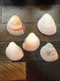 Giant Atlantic Heart Cockle Shells Dinocardium Robustum ...