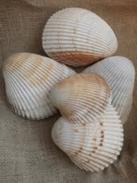 Giant Atlantic Cockle Shells (Dinocardium robustum) | Loving ...