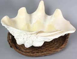 Sold at Auction: Giant Clam Shell
