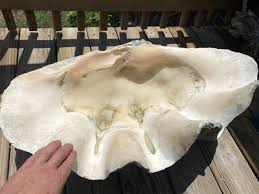 Giant Clam Shell Real Natural 28” 72 Pounds Vintage Shell~Huge Tridacna Gigas | eBay