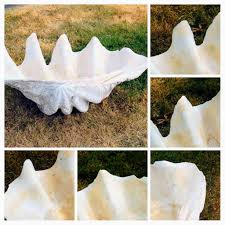 Rare Natural Real Pair 31" * 21" * 13" TRIDACNA GIGAS Sea Shell 1940's Giant Clam Seashell 101 & 77 Lbs ~ Free Continental Fedex Shipping - Etsy