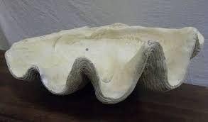 Large Fossilized Natural 21" Giant Clam Shell.