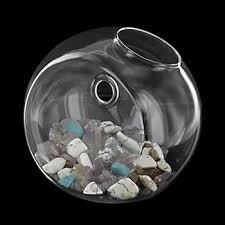 Amazon.com: generic Glass Wall Hanging Planter Terrariums,Wall Hanging Glass Vase,Glass Flower Vase for Hydroponics Plants,Air Plants,Home Office Living Room Decor,15cm : Patio, Lawn & Garden