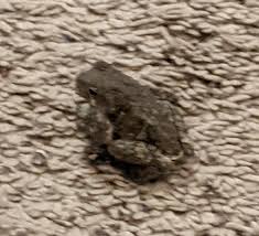 Not a great pic, but we have a ton of these frogs or toads ...