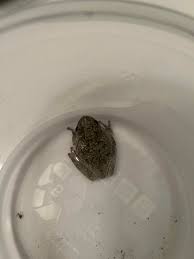 I found a frog under my couch… : r/frogs