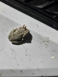 Invasive Cuban Tree Frog Identification