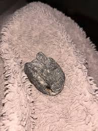 Unknown “rock” : r/whatsthisrock