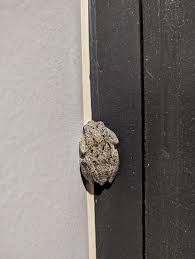 What type of tree frog is native to Lynchburg?