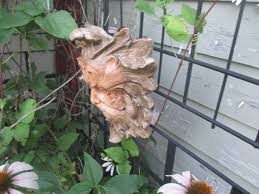 Oak Man Face - Etsy Canada