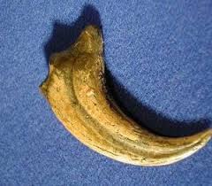 Bear Claw Resin Replica 2" Long 53990-00 Tandy Leather ...