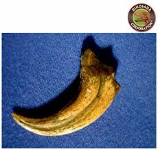 Grizzly Bear Claw | Carolina Biological Supply