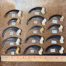 Grizzly Bear Claw (Front) — Claw, Antler & Hide Co.