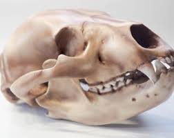 Bear Anatomical Skull Replica, Black Bear Skull, Skull ...