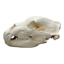 Replica Grizzly Bear Skull For Sale — Skulls Unlimited ...