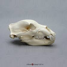 Grizzly Bear Skull - Bone Clones - Osteological Reproductions