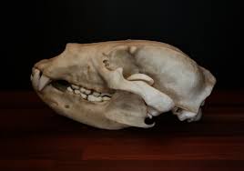 Grizzly Bear Skull - Full Sized Large Replica Skull - FREE ...