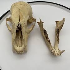 American Black Bear Skull Replica Museum Quality Man Cave | eBay