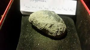 3 Echte versteinerte AUSTERN (Gryphaea) Versteinerungen ...