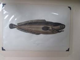 Vintage Print,LESSER FORKBEARD,Fish Print,19th Century | eBay