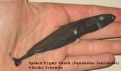 Does (Shark) Size Matter? — Coral Key Scuba and Travel Denver