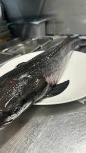 New Produce! 🐟 Executive Chef Krist talks about today's premium seafood delivery: Black Cobia, Goowla Pipis, and Mussels. Get ready for something exceptional.