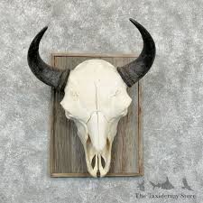 Buffalo Bison Skull Mount For Sale #29038 - The Taxidermy Store