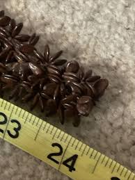 Vintage Costume Jewelry, Single Strand, Woven Hawaiian Koa Seed Necklace 48”long | eBay