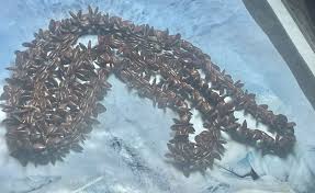 Vintage Bean Flower Long Necklace | eBay