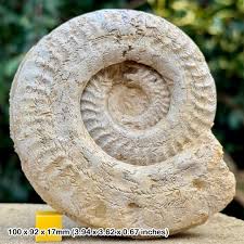 Hildoceras Bifrons Fossil Ammonite | Jurassic Period, UK ...