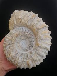 Huge Ammonite From Morocco - Etsy