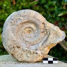 RARE 4.5″ Hildoceras bifrons Ammonite Fossil – Beacon ...