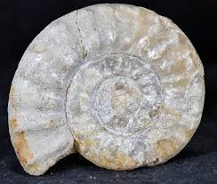 Acanthopleuroceras valdani - JSD FOSSILES