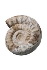 Fossil With Original Shell - The Antique Fireplace Bank