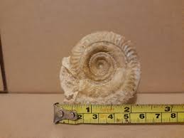 Can yall identify the genera of these fossils I got for ...
